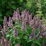 Oregano (lebiodka pospolita) ZIOŁO MIODODAJNE  (3szt)