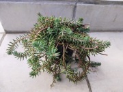 Rozchodnik ościsty- sadzonka że zdjęcia