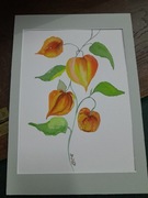 Akwarela kwiat miechunka