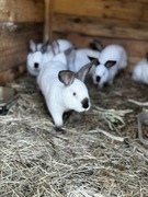 Króliki kalifornijskie 