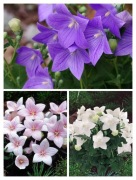 Rozwar wielkokwiatowy mix bylina wieloletnia  sadzonka 