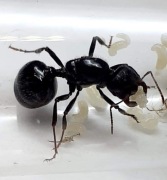Messor barbarus rójkowa królowa mrówek