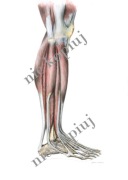 Plakat mięśnie podudzia strona boczna 50x70