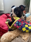 Boston terier matka FCI rodowód możliwy dowóz 