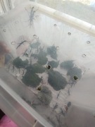 Straszyki filipińskie oddam za darmo