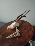 Poroże trofea parostki koziołki  nie ocenione 