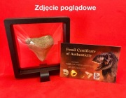 ZĄB REKINA MEGALODONA (3,5-5 cm) W RAMCE 