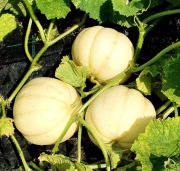 KIKU CHRYSANTHEMUM MELON 