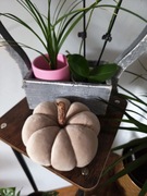 Welurowe dynię handmade kolor Beż 