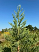 Mamutowiec olbrzymi, sekwoja, z nasion z naturalnego siedliska! 40cm