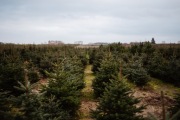 jodły kaukaskie z plantacji do ogrodu  