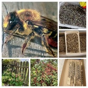 PSZCZOŁA MURARKA KOKONY 500 SZT+10%+TRZCINA 500 SZT