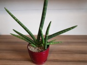 Sansevieria cylindrica Boncel _dwie rośliny