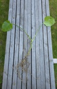Monstera deliciosa (dziurawa)