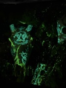 Terrarium 120x60x60 z scianką bioaktywne dla kamaleona gekon avatar