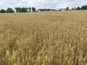 Pszenica z małego gospodarstwa 20kg 