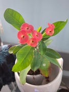 WILCZOMLECZ okazały Euphorbia milii- różowy