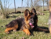 Szczenięta Suczka Czarno podpalana Owczarek Niemiecki Długowłosy 