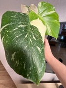 Monstera Deliciosa  Creme Brulee ( Thai Constellation ) 