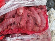 Burak długi 10 kilo prosto z gospodarstwa wysyłka paczkomat