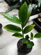 Zamiokulkas chameleon - roślina kolekcjonerska