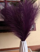 Trawa pampasowa 20 sztuk 