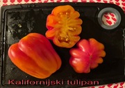Pomidor Kalifornijski Tulipan - 10 nasion kolekcjonerskich ! 
