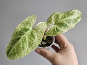 Syngonium Batik Mint Variegata w gruzie hydroponika 