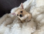 CHIHUAHUA PIĘKNA SUNIA KRÓTKOWŁOSA