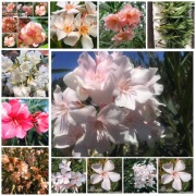 Oleander ALSI sadzonki