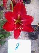 Zwartnica, Hipeastrum, Amarylis nr 8 Ob.20+cm