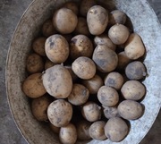 Ziemniaki młode eko odmiana Gala 