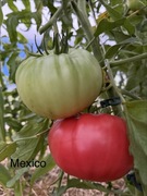 Mexico pomidor nasiona