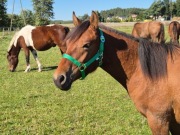 sprzedam wałacha huculskiego Neptun