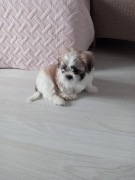 Szczeniaki rasy Shih Tzu 