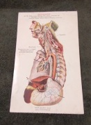 Przedwojenna reklama apteka Neopancarpine Warszawa 