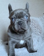 Buldog francuski liliowa dunia