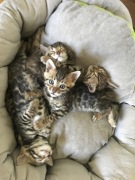 Kotki Bengalskie z rodowodem