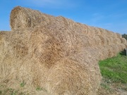 Słoma bele duże tegoroczna