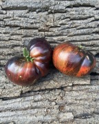 Marsha's Starfighter Beefsteak Pomidor kolekcjonerski 