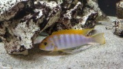 pyszczaki Labidochromis Hongi Sweden 