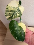 Monstera Creme Brulee 