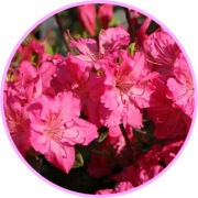 Azalia japońska Kristin 2L