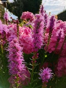 Liatra kłosowa -Różowa