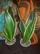 Sansevieria sheri sansewieria 