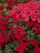 Pelargonia caliope - Landscape Fire