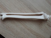 Kość piszczelowa strzałkowa lewa kostek szkielet ciało człowieka 