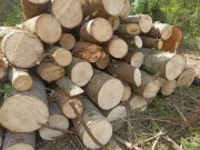 Drewno kominkowe opałowe kominka Jodła 15kg 60L kawałki wysyłka suche