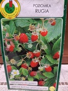 Poziomka 'Rugia' nasiona 