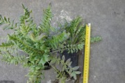Wielosił błękitny ((Polemonium caeruleum ) -szdzonka